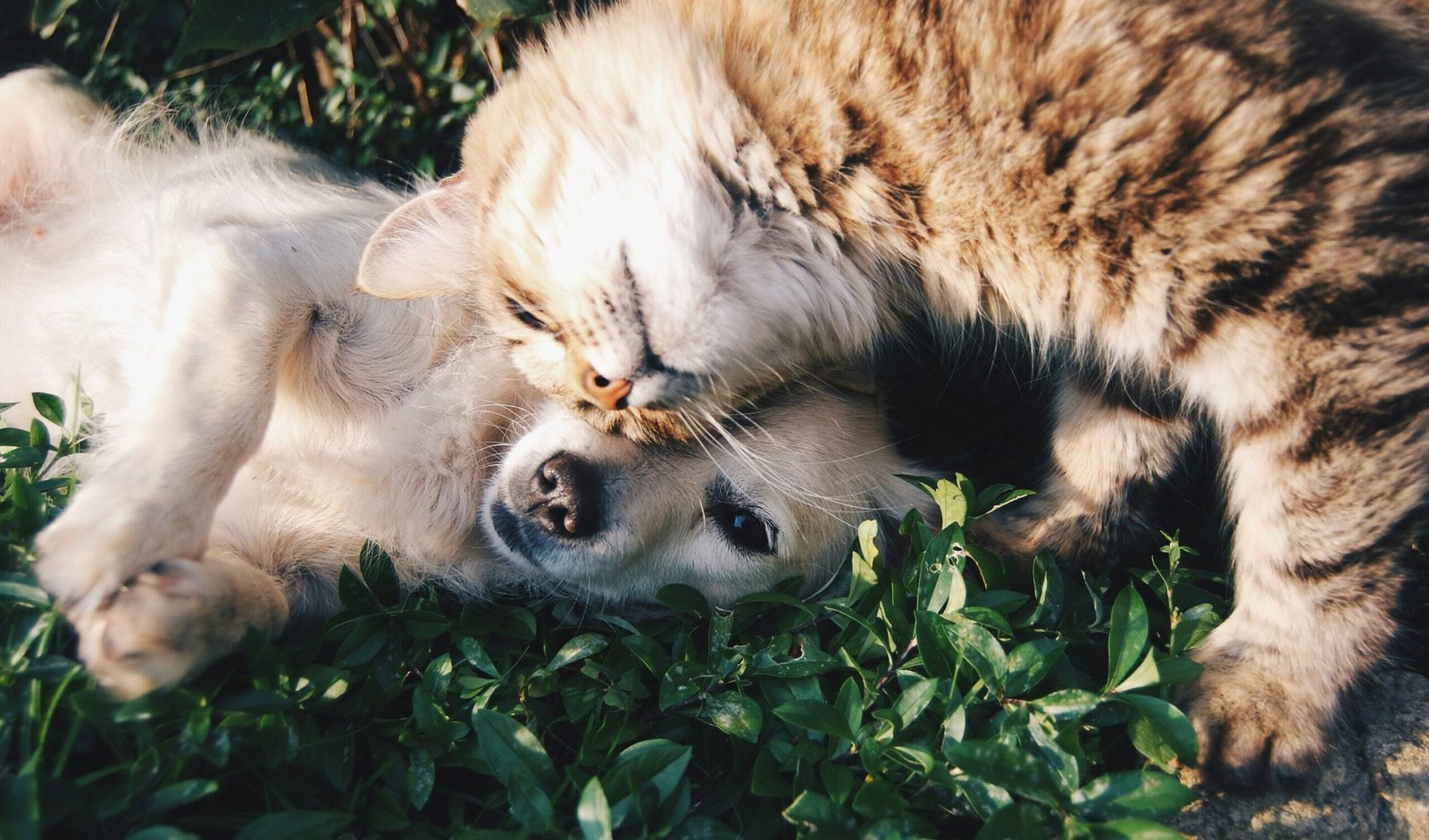 The Truth About Your Cat’s Nighttime Zoomies