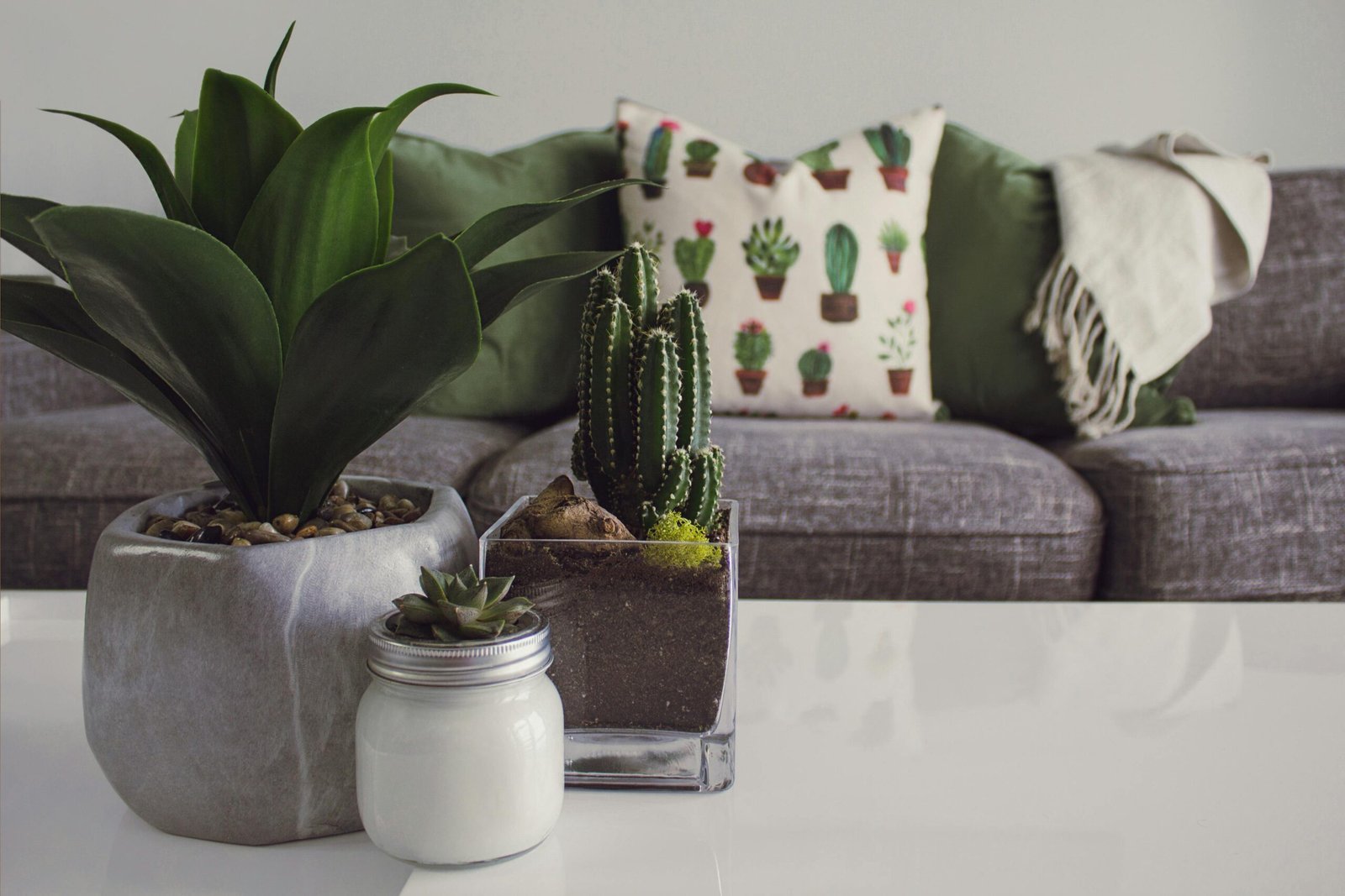 Stop Killing Your Houseplants